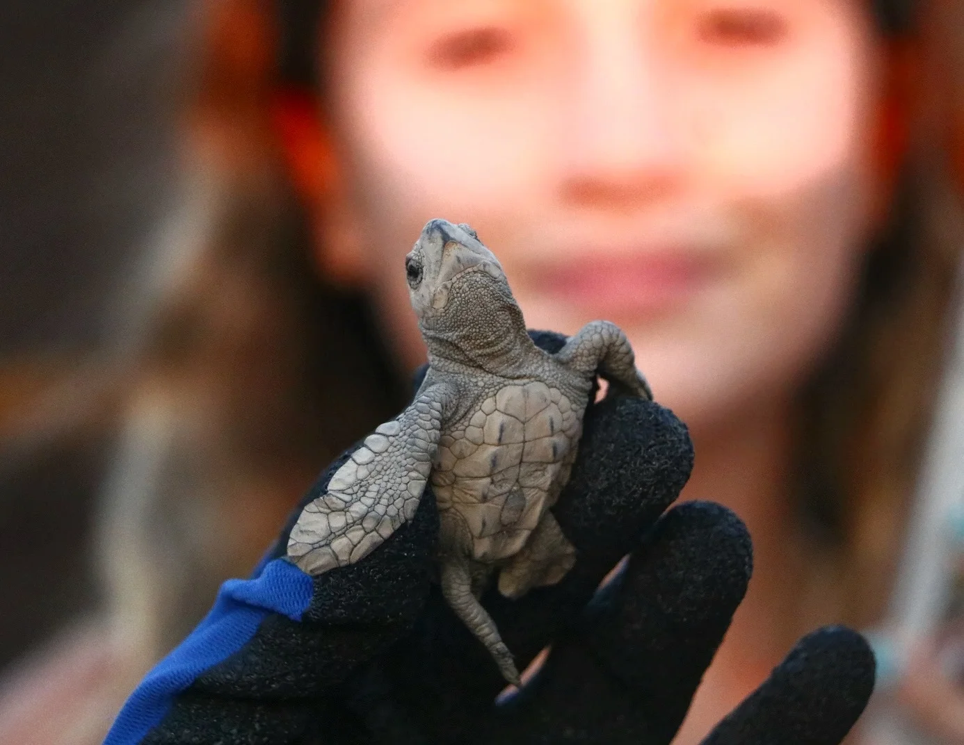 Biologist holding a baby sea turtle before releasing it into the ocean