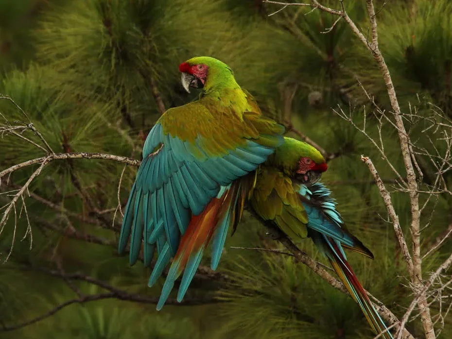 Military macaws perched in a pine tree in the tropical forest south of Puerto Vallarta