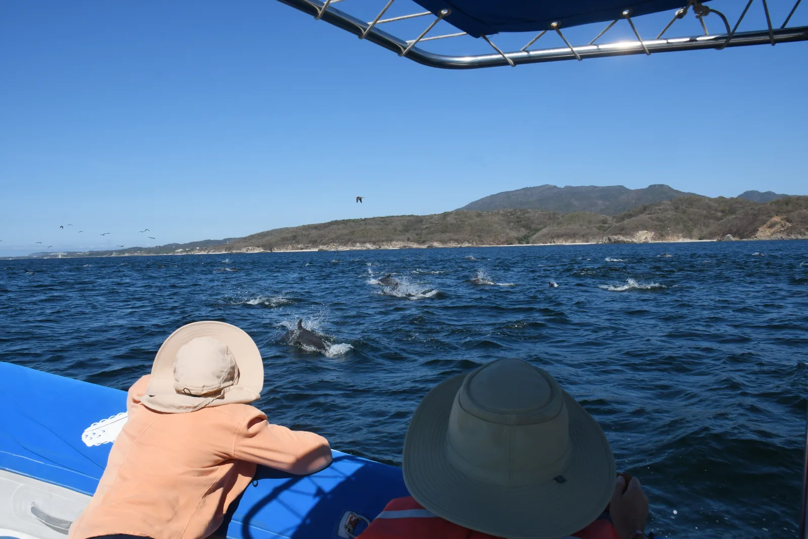 Guests watching wild dolphins swimming alongside the boat in Banderas Bay