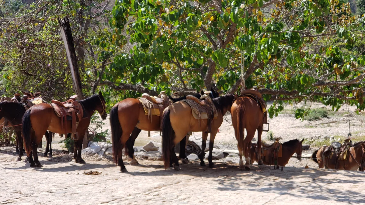 Saddled horses resting under a tree, available for the hike to the waterfall
