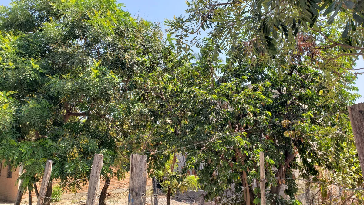 Tree canopy along the village outskirts