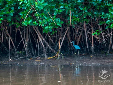 Birdwatching expedition to San Blas, Nayarit