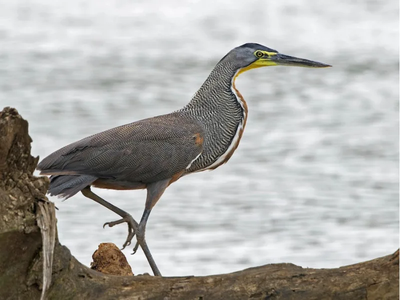 Bare-throated Tiger-Heron
