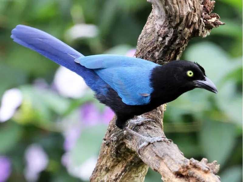 San Blas Jay perched on a branch