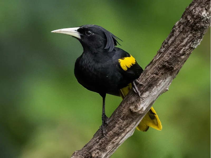 Yellow-winged Cacique perched on a branch