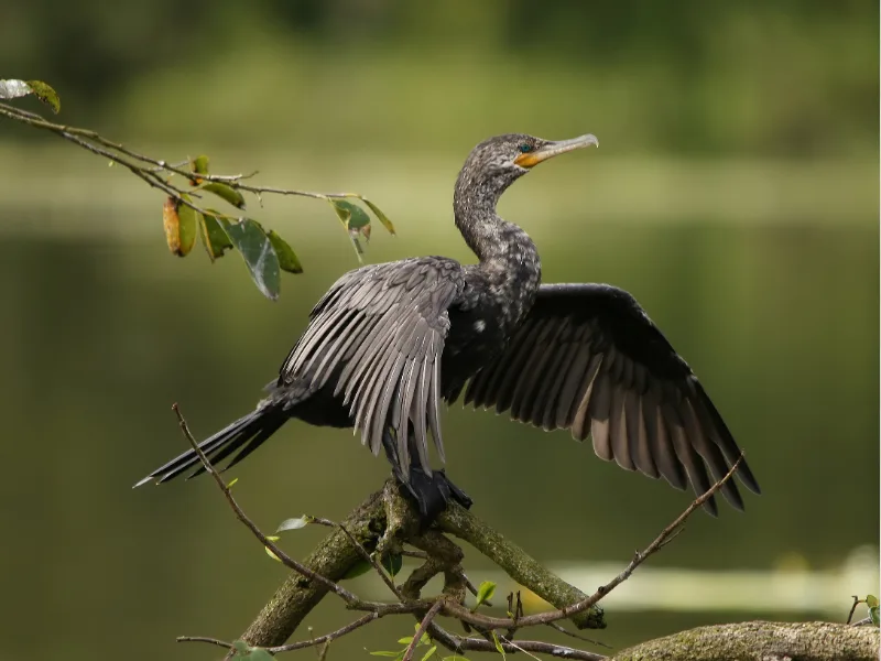 Anhinga drying its wings