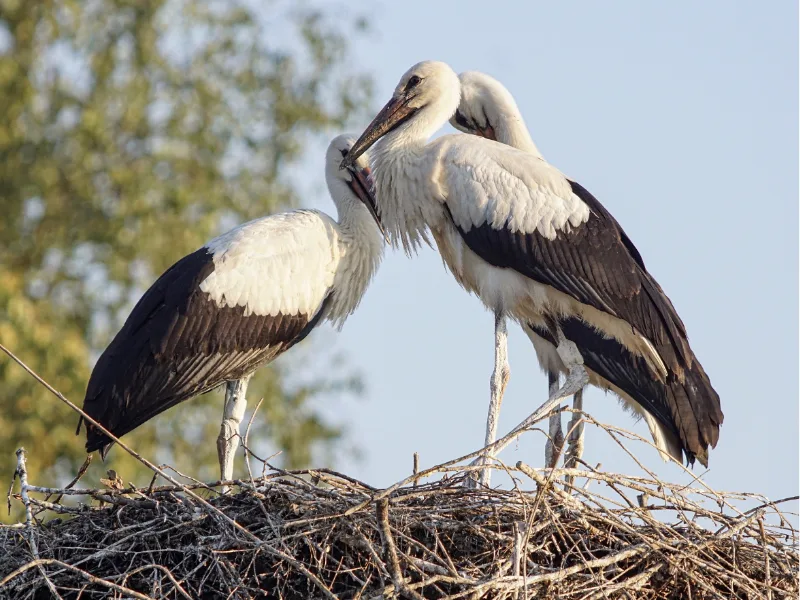 Wood Storks at their nest