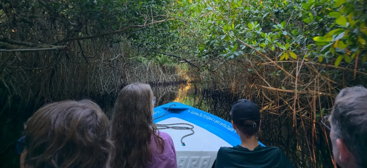 Boat tour through a mangrove tunnel