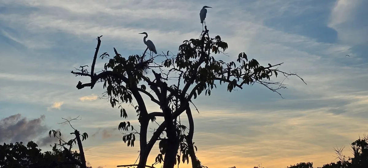 Wading birds roosting in a tree at sunset