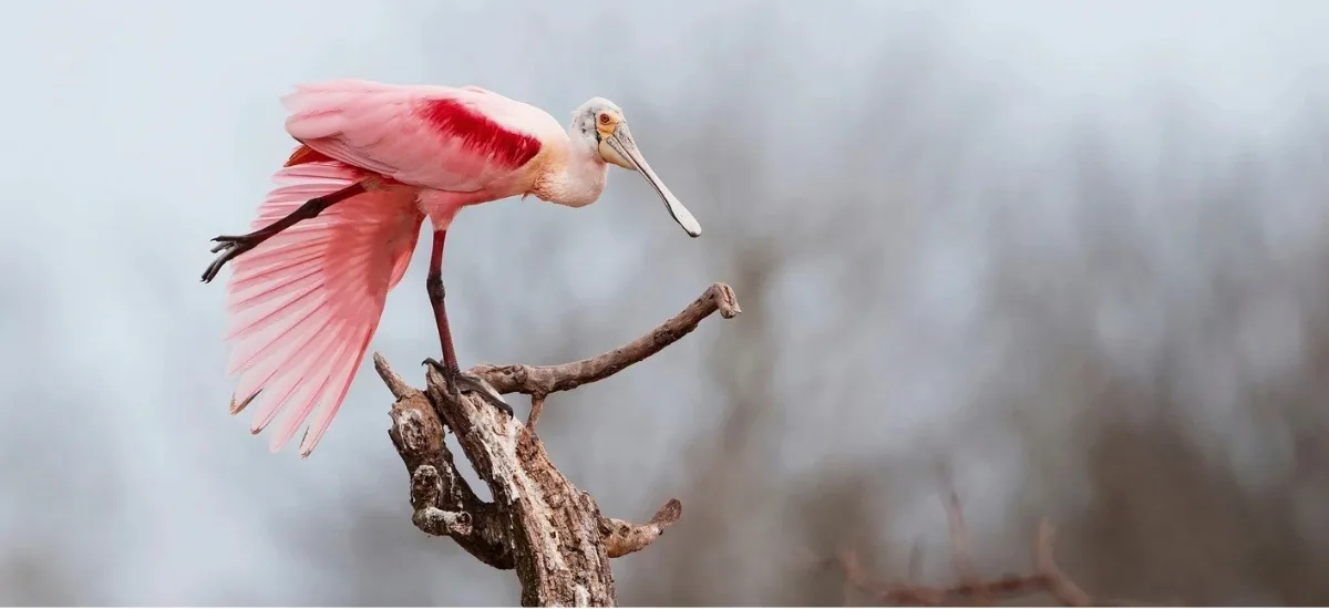 Roseate Spoonbill perched on a branch