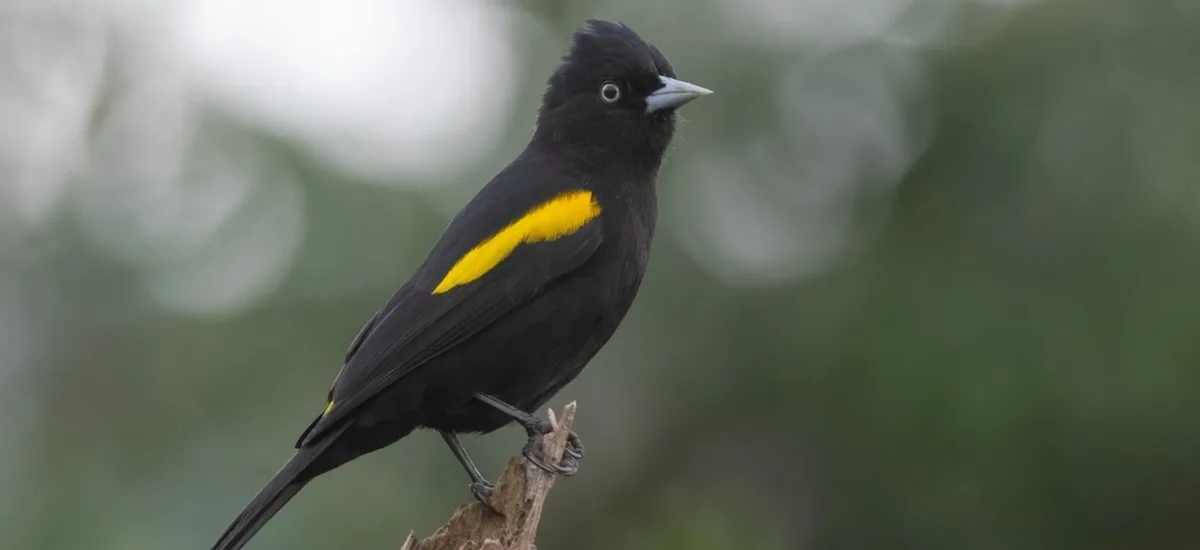 Yellow-winged Cacique perched on a branch