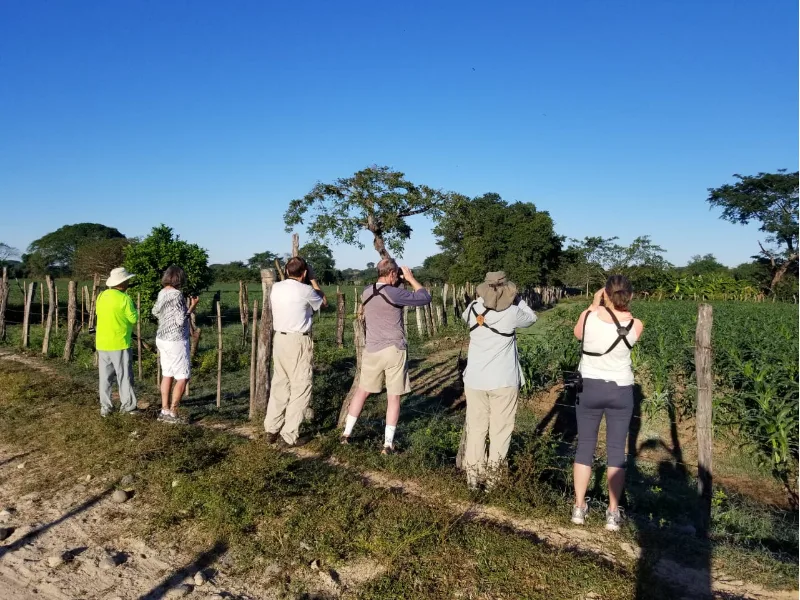 Birdwatching group scanning the fields along a countryside fence line