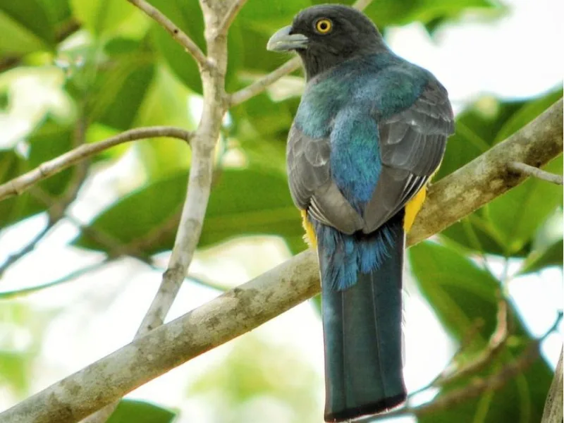 Mountain trogon perched on a branch in the forest