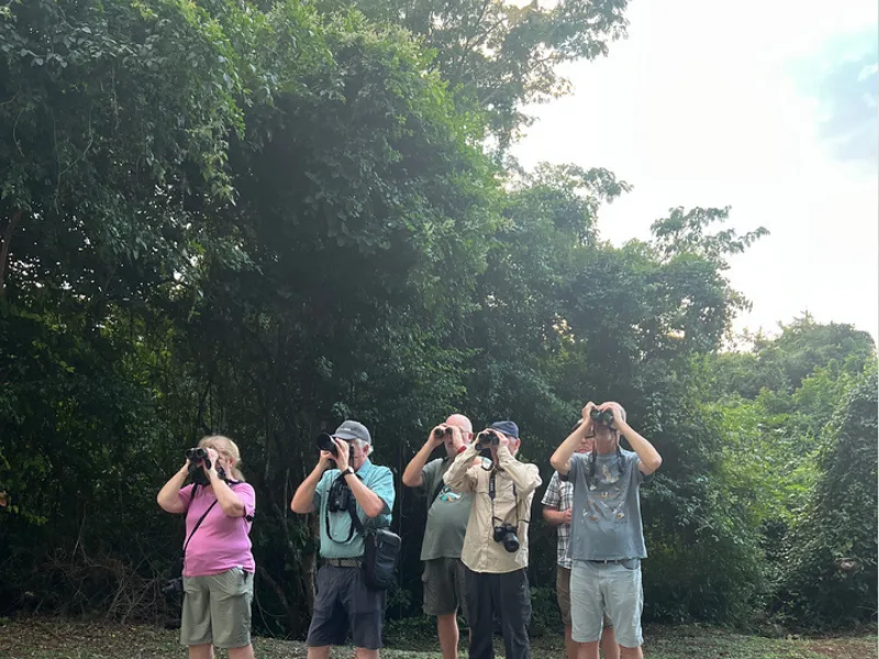 Group of birdwatchers looking up through binoculars at the treeline