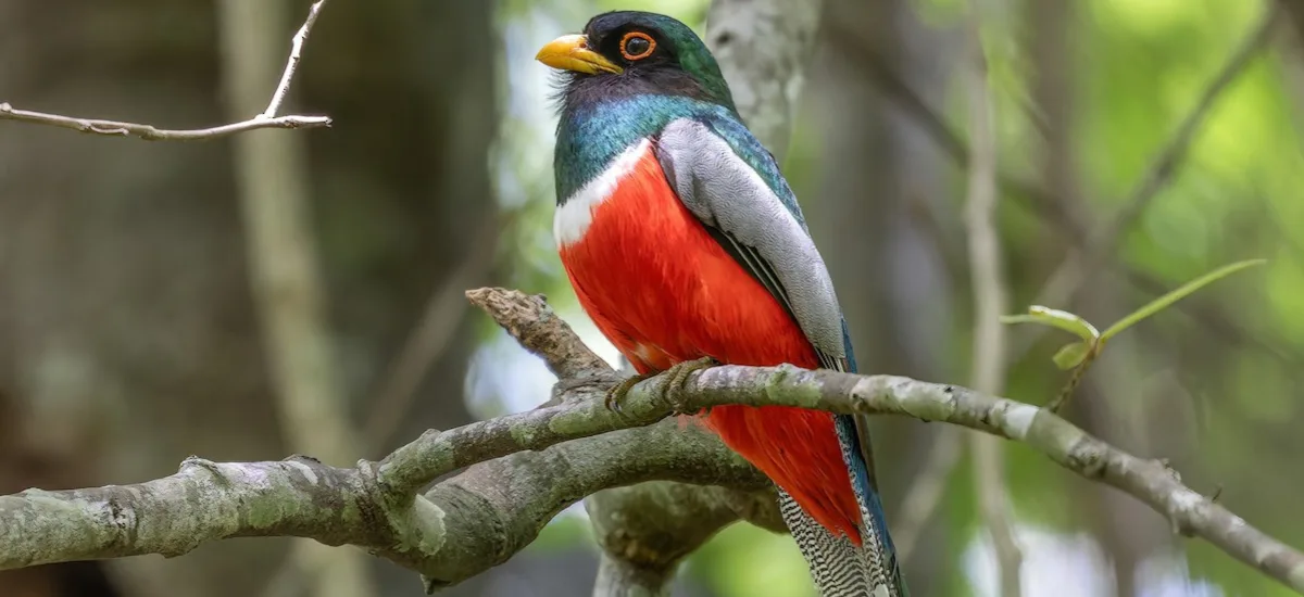 Elegant trogon perched on a branch in the forests of San Sebastian del Oeste