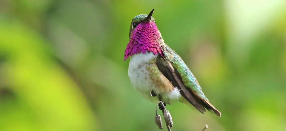 Male hummingbird with a magenta throat perched on a slender stem