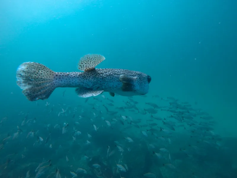 Porcupinefish swimming near the reef