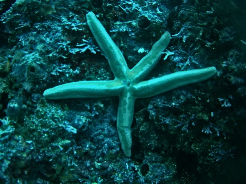 Blue sea star on the reef
