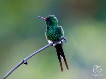 Sierra del Vallejo tropical birdwatching tour near Puerto Vallarta