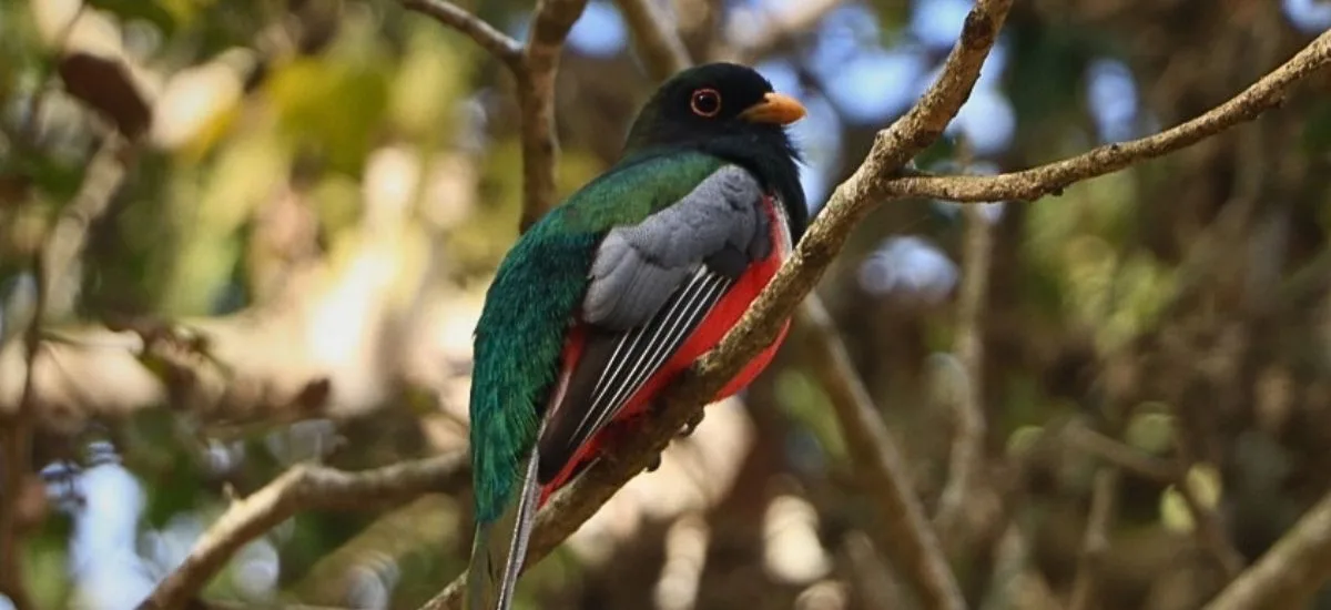 Elegant trogon perched on a branch in the Sierra de Vallejo