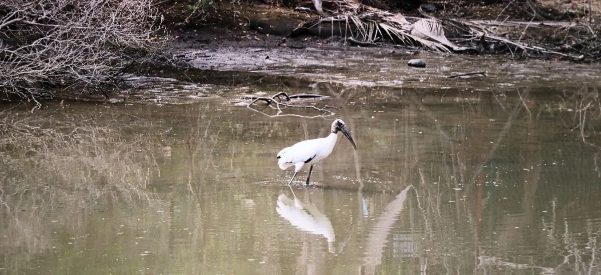 Wood stork wading through a forest stream