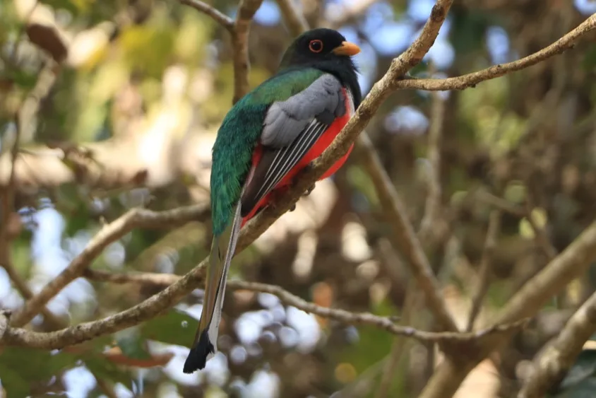 Close-up of an elegant trogon in the Sierra de Vallejo forest
