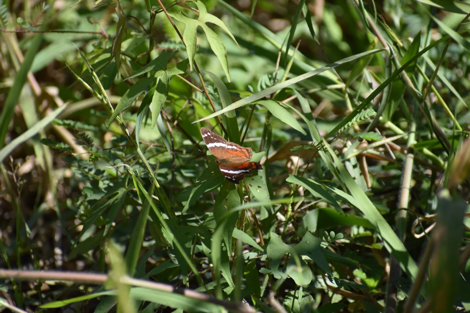 California sister butterfly resting on forest foliage