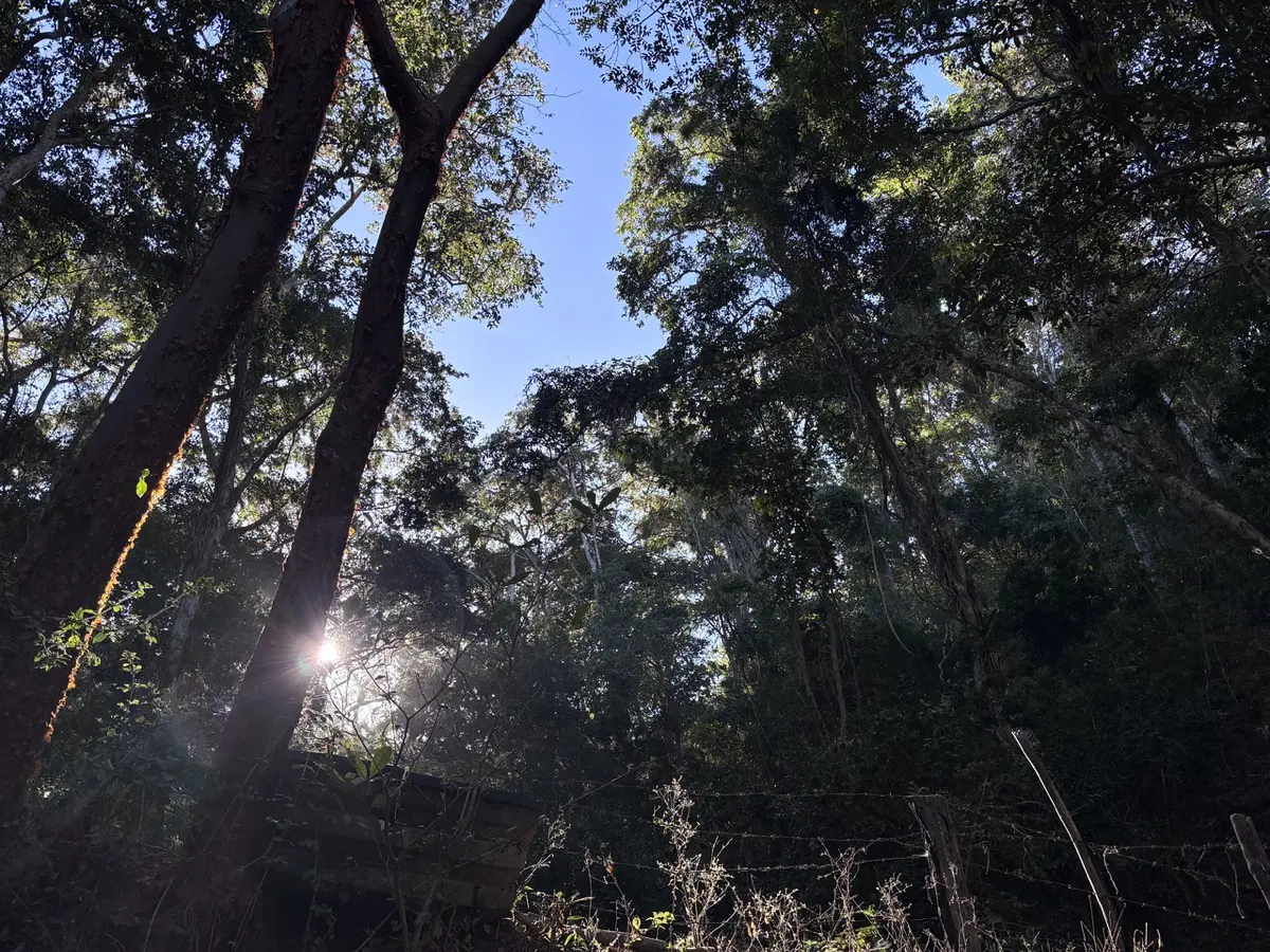 Sunlight filtering through the forest canopy in the Sierra de Vallejo