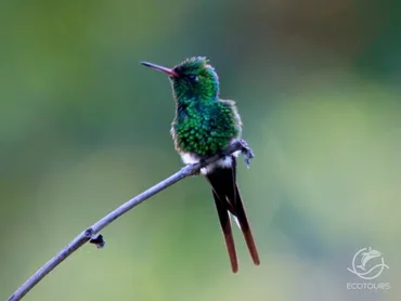Berylline hummingbird perched on a branch