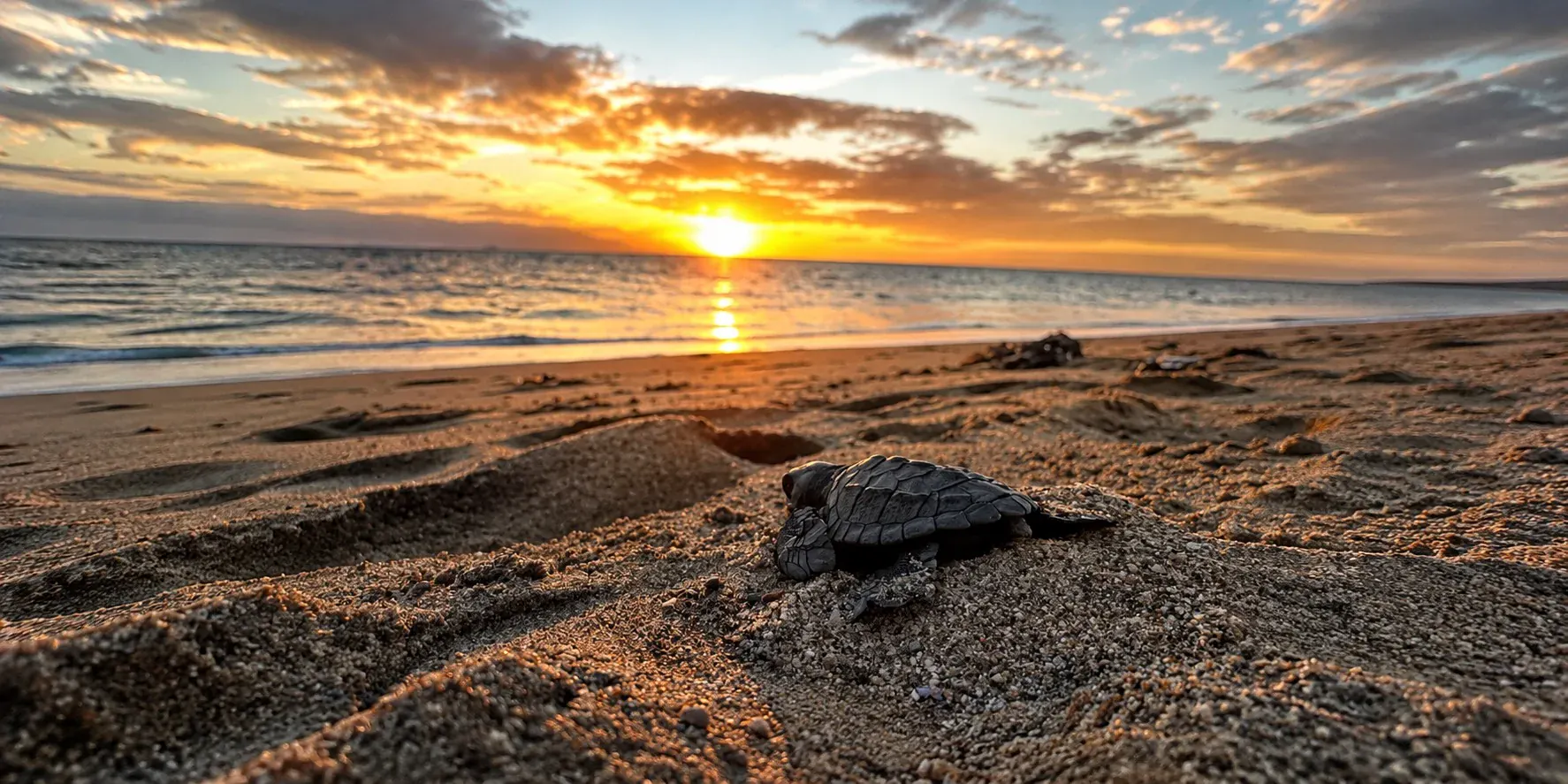 Baby sea turtle crawling toward the ocean at sunset