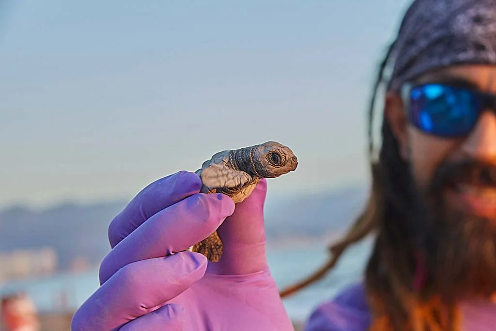 Guide holding a baby sea turtle before its release