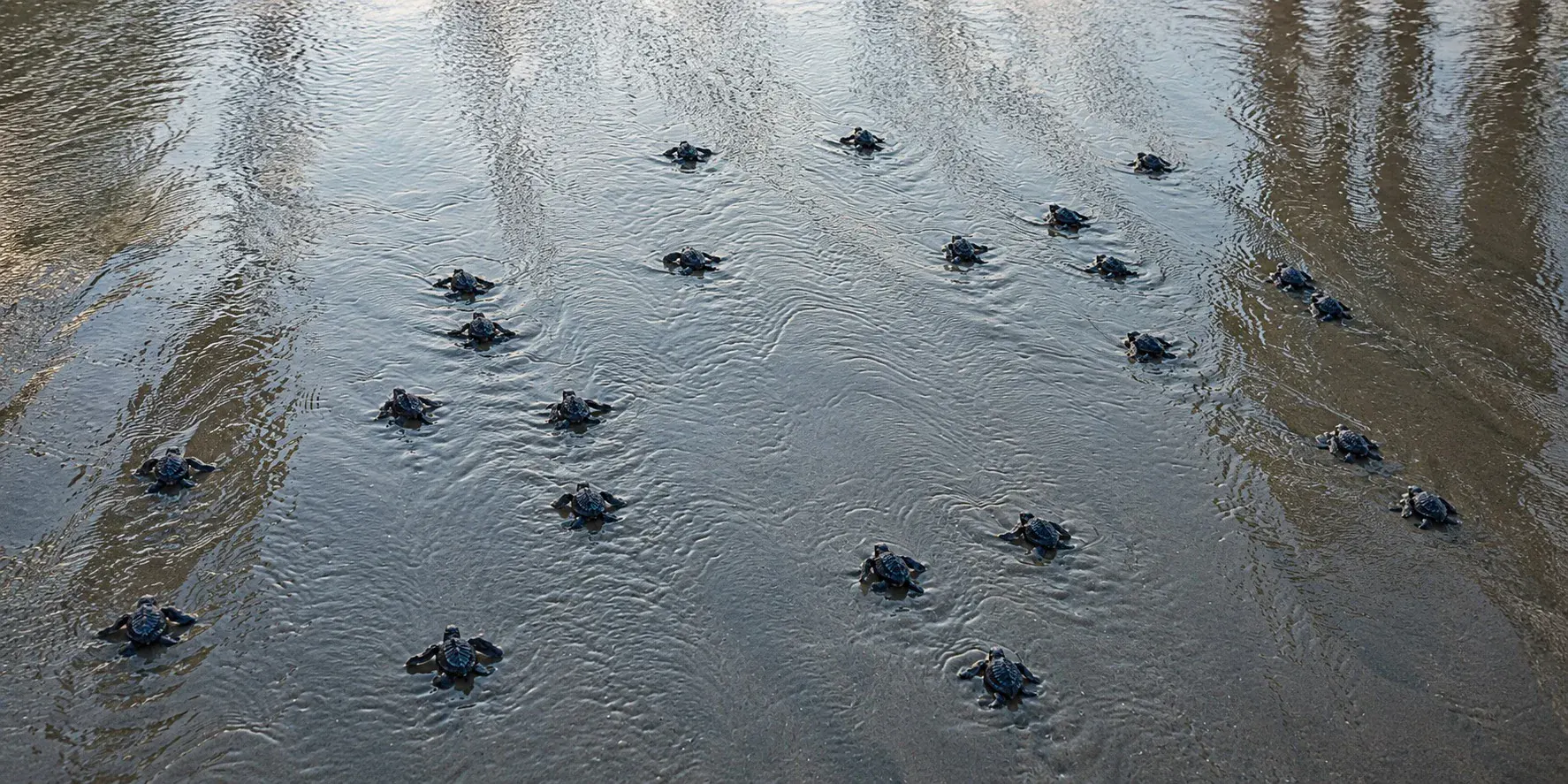 Baby sea turtles swimming toward the ocean after release