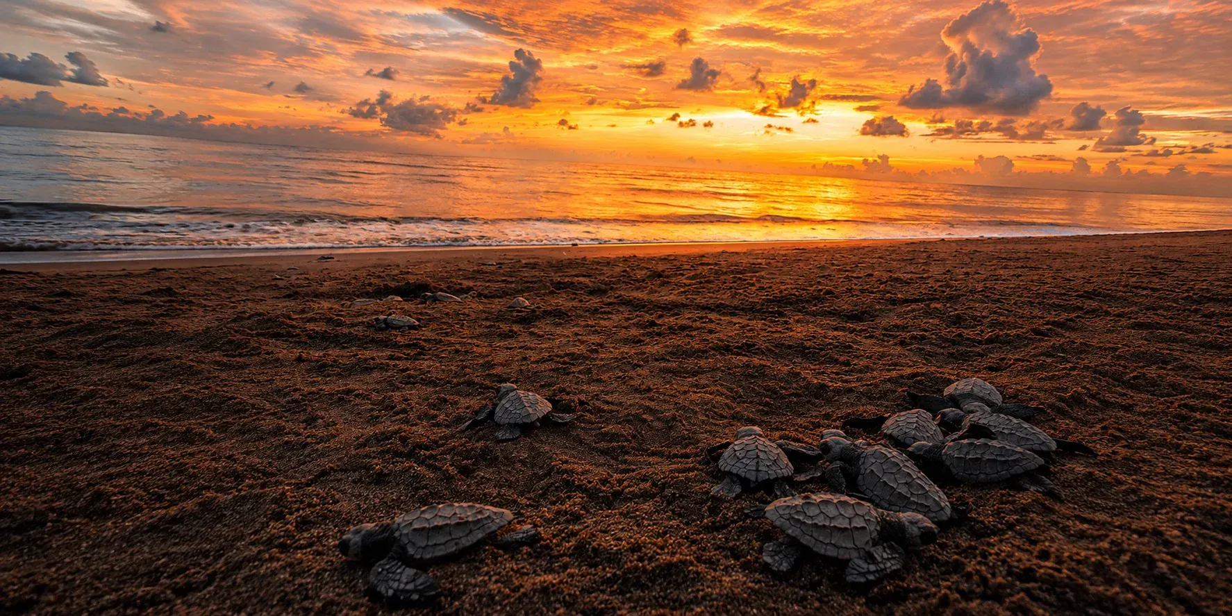 Baby sea turtles crossing the sand at sunset