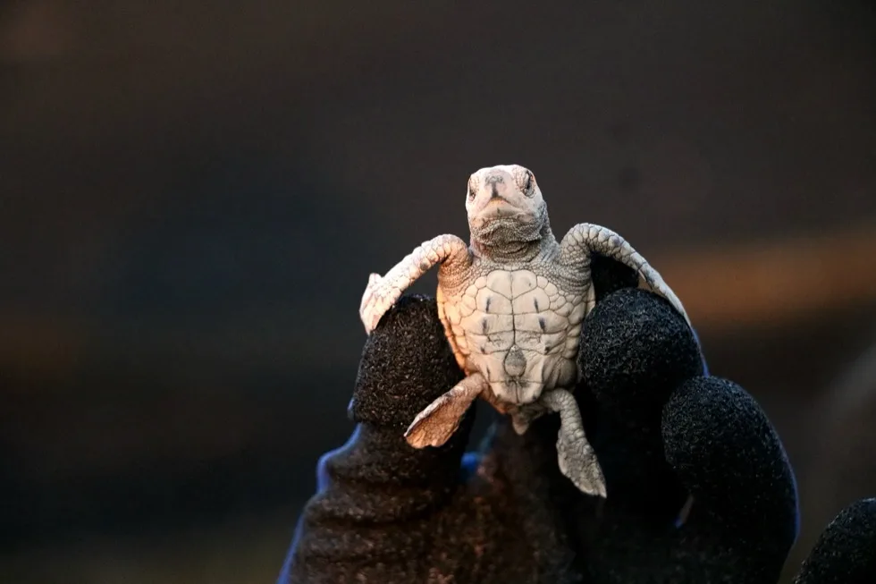 Boy carrying a sea turtle shell replica during the conservation talk