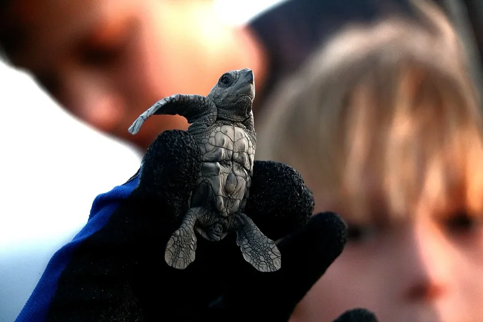 Guests lined up on the beach ready to release baby sea turtles