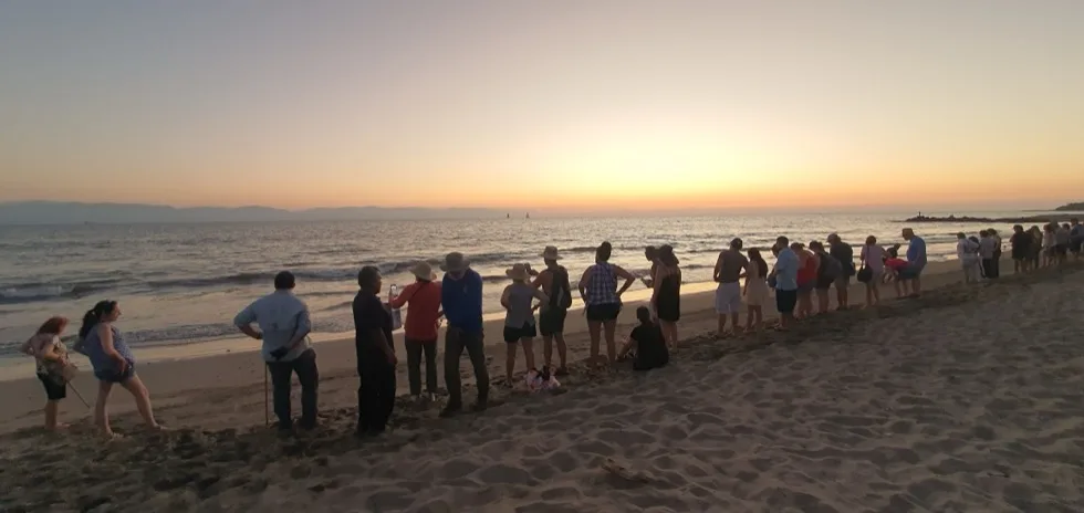 Long line of guests along the shore for the sunset turtle release