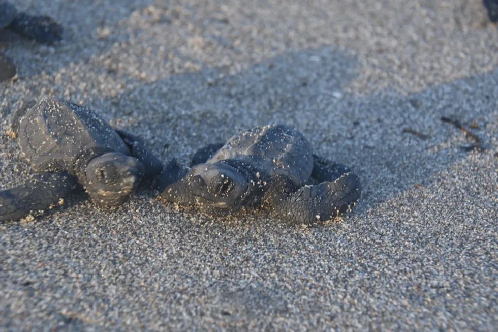 Baby sea turtles crawling across the wet sand