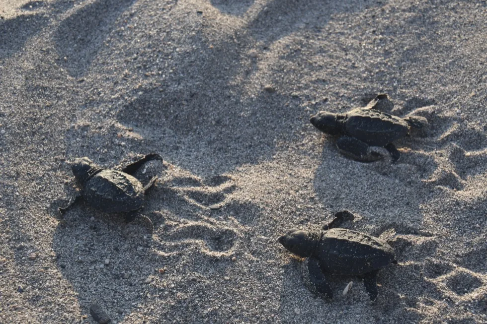 Baby sea turtles making their way across the sand, leaving tracks behind