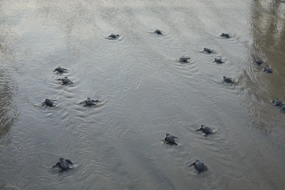 Aerial view of baby sea turtles reaching the waves