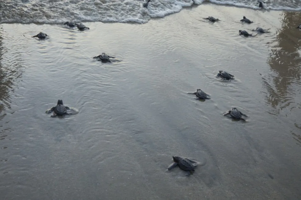 Baby sea turtles swimming into the ocean for the first time