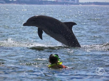 Wild dolphins and snorkeling combo tour