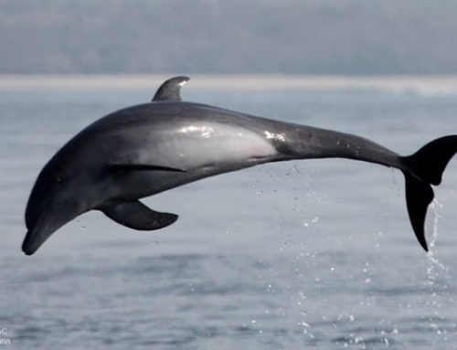 Visitando a los Delfines en su Hábitat Natural