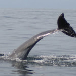 Dolphins Tour Puerto Vallarta