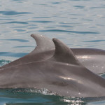 Puerto Vallarta Dolphins Tour