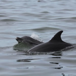 Dolphins Tour Puerto Vallarta