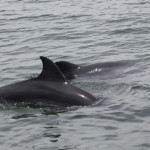 Puerto Vallarta Dolphins Tour