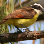 Ameca River Birds Puerto Vallarta