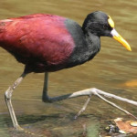 Ameca River Birds Puerto Vallarta