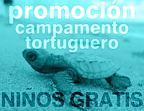 Promoción para liberar tortugas al mar
