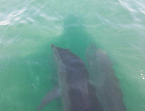 Experiencia nadando con Delfines en libertad